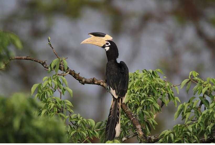 From Anuradhapura: All Inclusive Full Day Safari at Wilpattu - The Guide Makes a Bigger Difference Than the Jeep