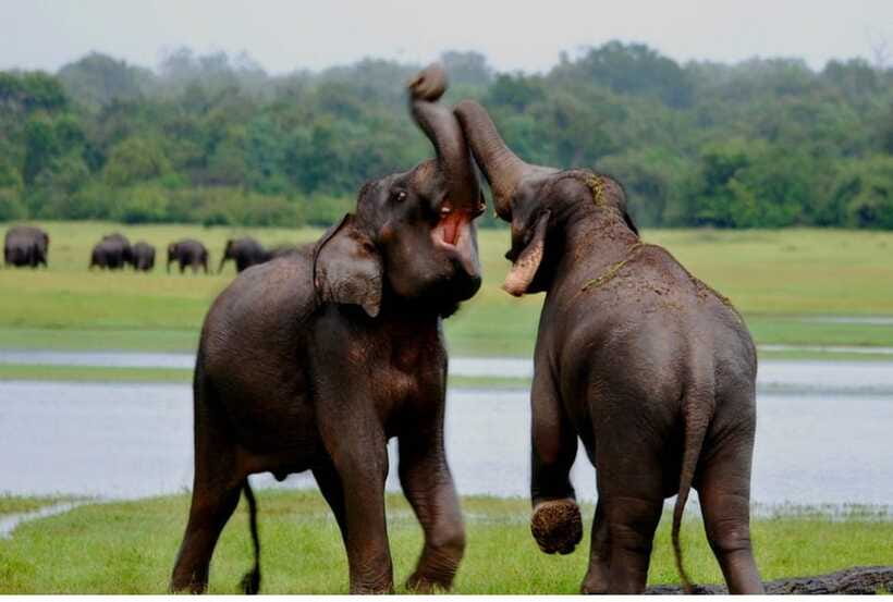 From Anuradhapura: All Inclusive Full Day Safari at Wilpattu - Simple Ways to Improve Your Day