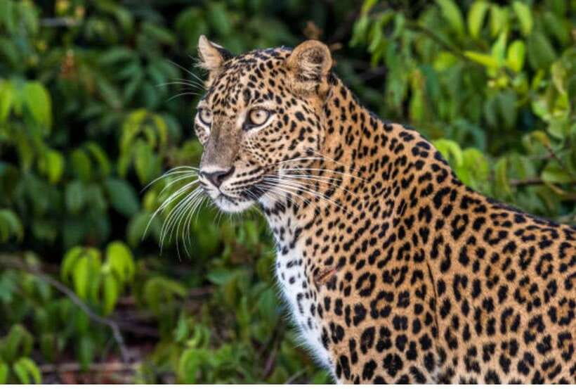From Anuradhapura: All Inclusive Full Day Safari at Wilpattu - Entering Wilpattu National Park Around 6 a.m.