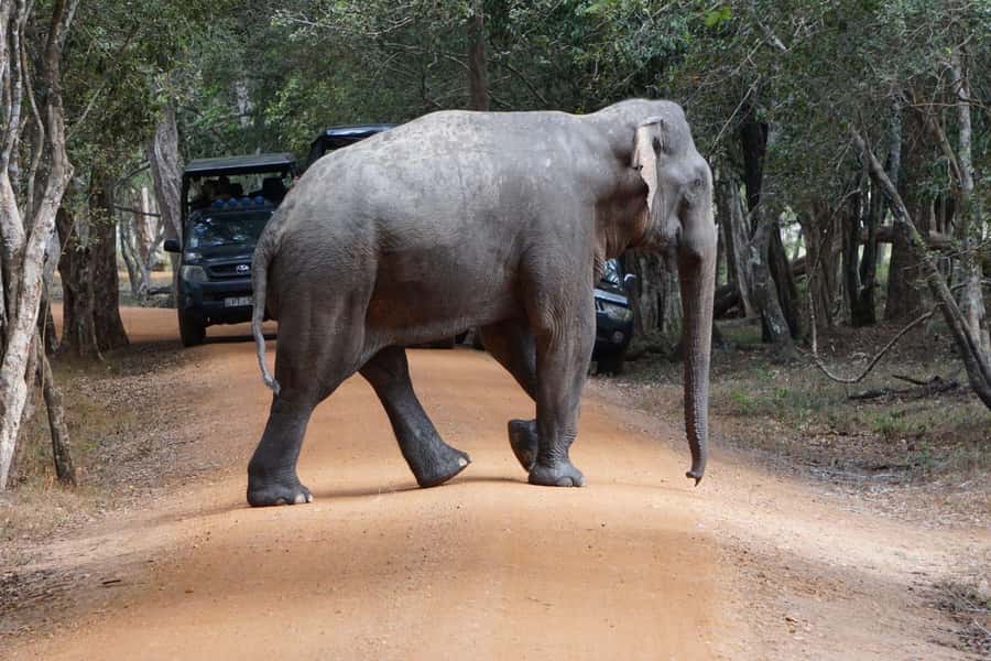 From Anuradhapura:Wilpattu Full-Day Wildlife Safari. - Why this Wilpattu day can be special