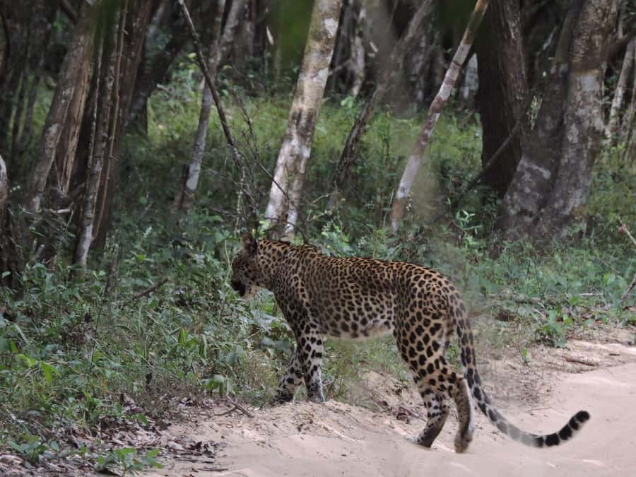 From Anuradhapura:Wilpattu Full-Day Wildlife Safari. - Entering Wilpattu in a private 4x4