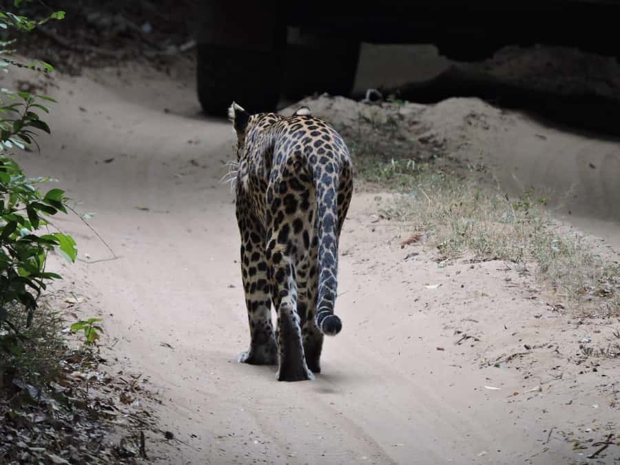 From Anuradhapura:Wilpattu Full-Day Wildlife Safari. - Wildlife sightings, from leopards to lizards
