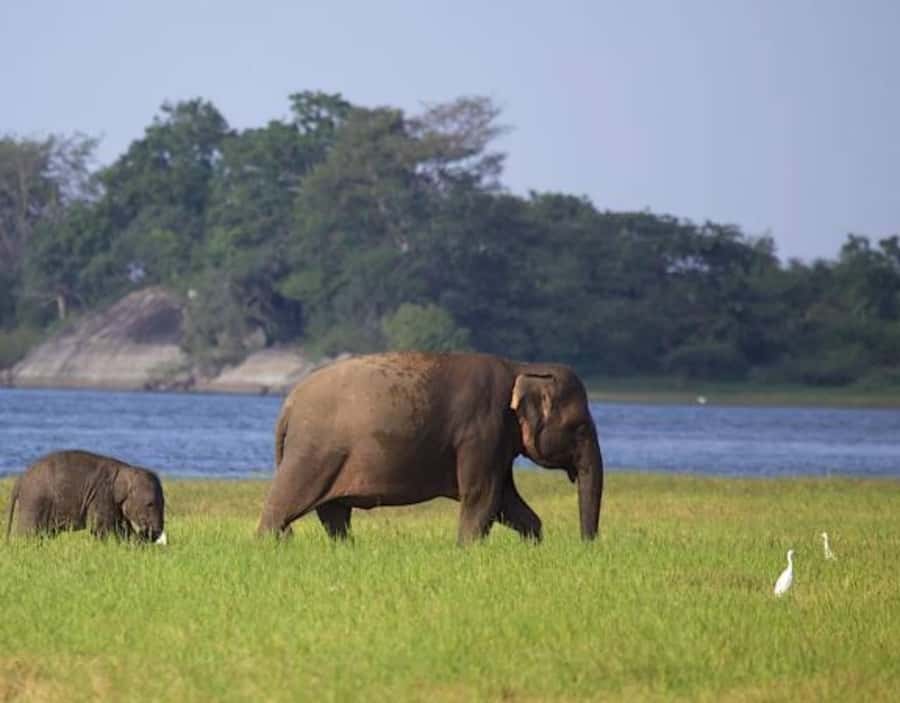 From Anuradhapura:Wilpattu Full-Day Wildlife Safari. - Breakfast and lunch make the long day easier