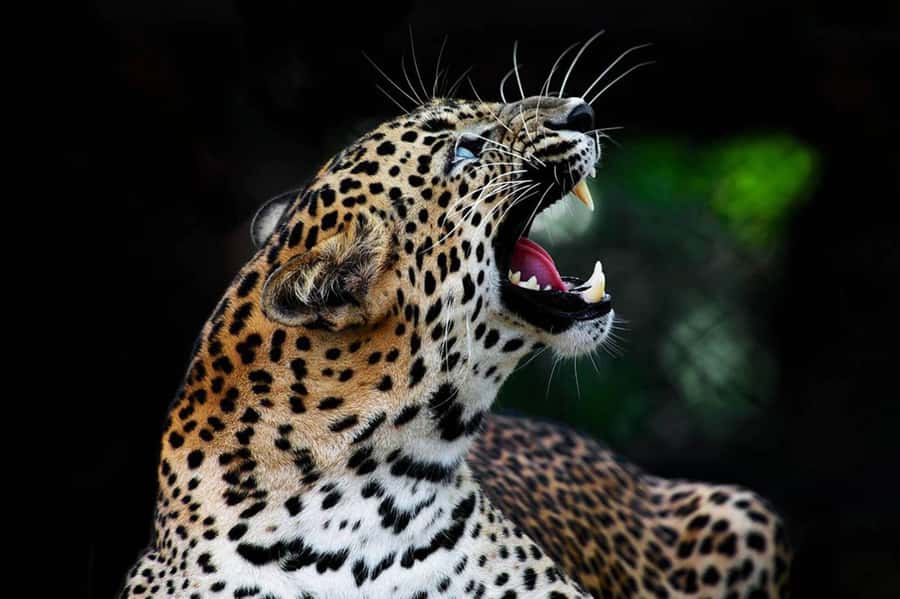 From Anuradhapura:Wilpattu Full-Day Wildlife Safari. - What the $121 price really covers