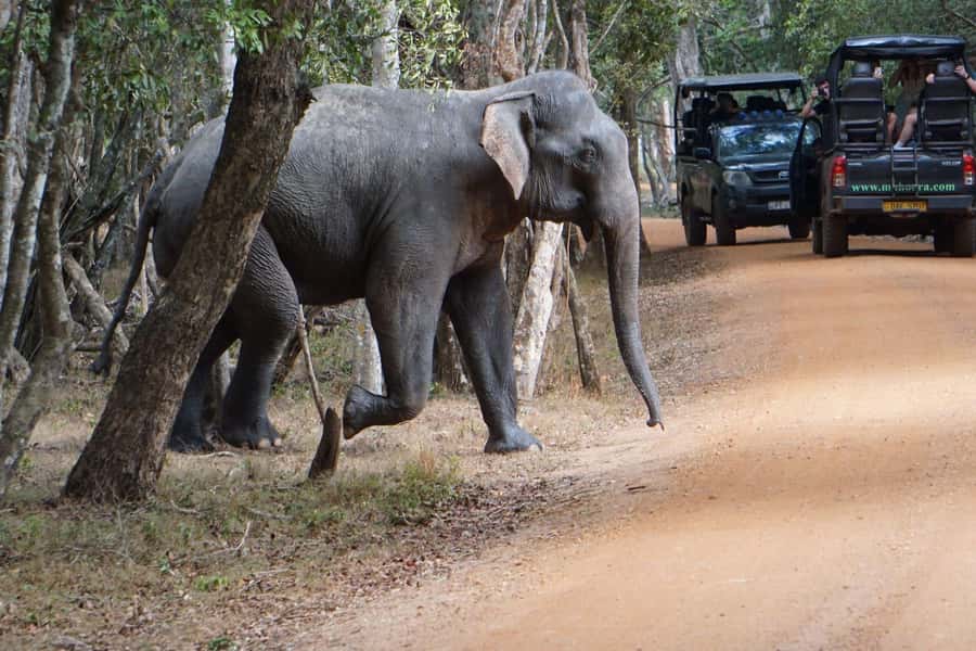 From Anuradhapura:Wilpattu Full-Day Wildlife Safari. - Comfort, timing, and who should skip it