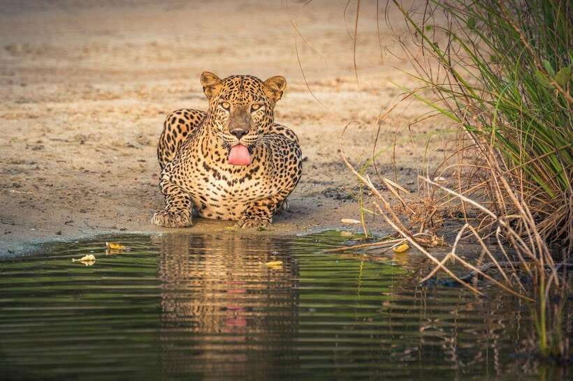 From Anuradhapura: Wilpattu National Park Half-Day Safari - Why Wilpattu Is Different From a Quick Wildlife Drive