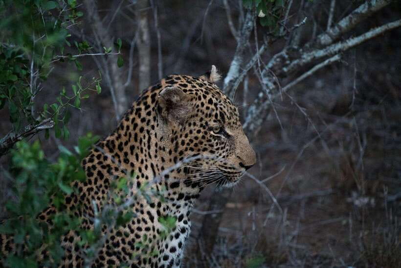 From Anuradhapura: Wilpattu National Park Half-Day Safari - Leaving Anuradhapura for the Park