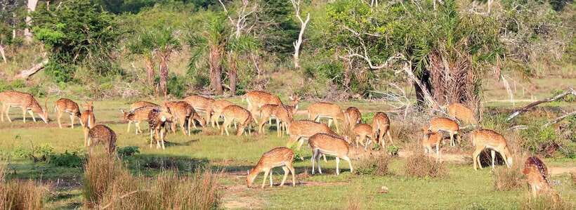 From Anuradhapura: Wilpattu National Park Half-Day Safari - Searching for Leopards, Elephants, and Sloth Bears