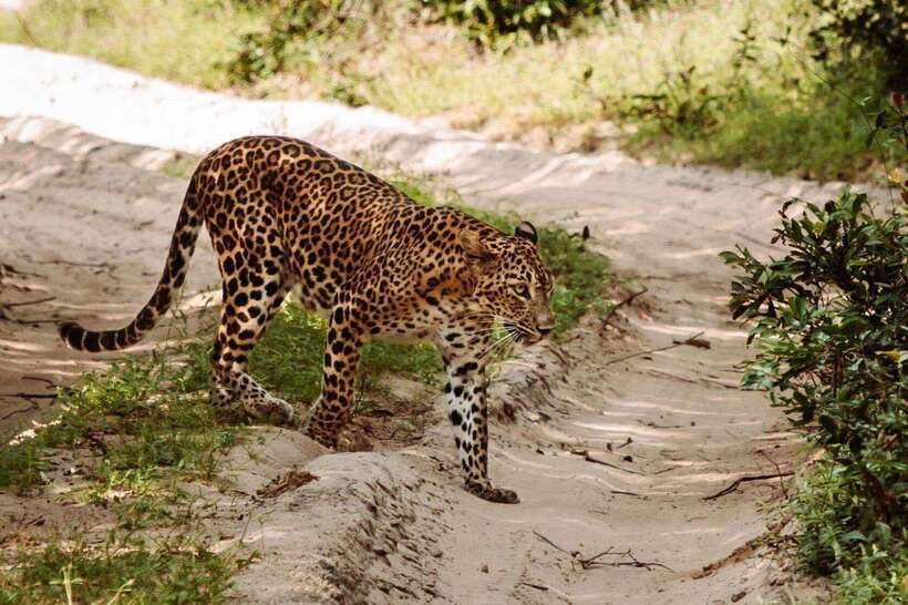 From Anuradhapura: Wilpattu National Park Half-Day Safari - Villus, Forest, and Open Scrub
