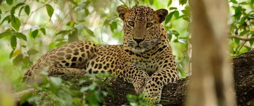 From Anuradhapura: Wilpattu National Park Half-Day Safari - What the Guide Adds to the Day