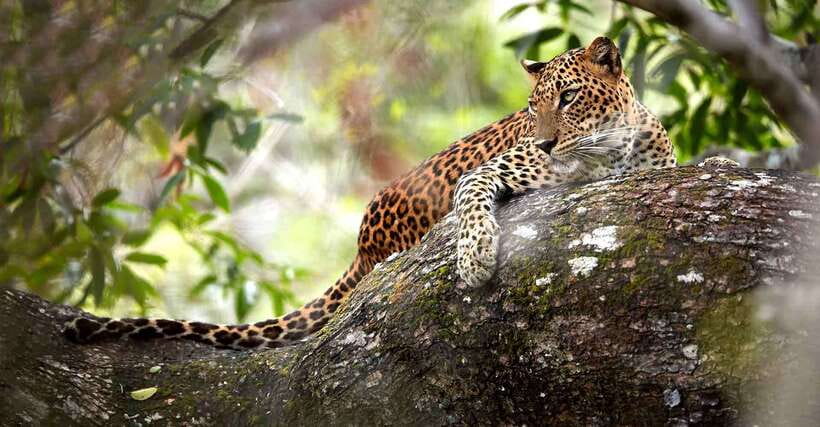 From Anuradhapura: Wilpattu National Park Half-Day Safari - The Price: $95 Before the Park Fee