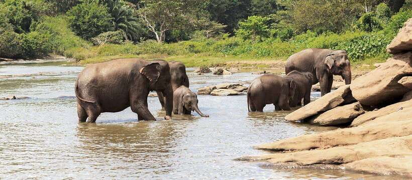 From Anuradhapura: Wilpattu National Park Half-Day Safari - Service Details Worth Confirming