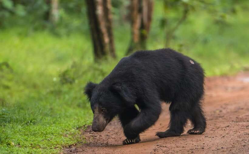 From Anuradhapura: Wilpattu National Park Half-Day Safari - The Open-Top Jeep and What It Feels Like