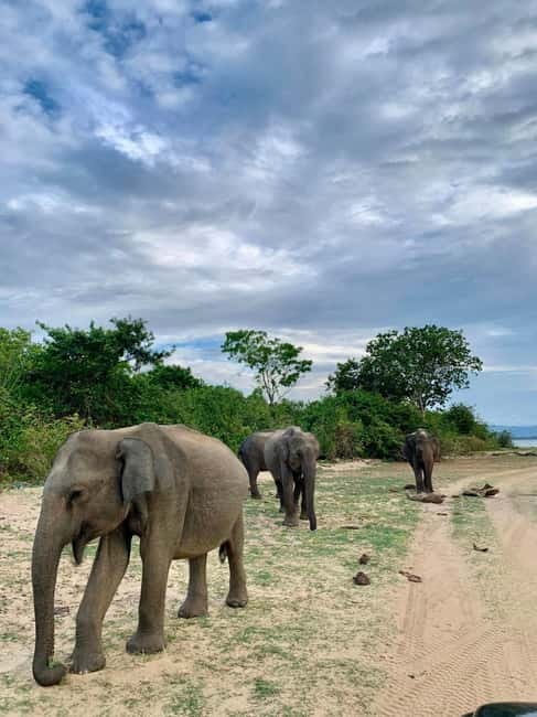 From Anuradhapura: Wilpattu National park Safari - Key points to know before booking