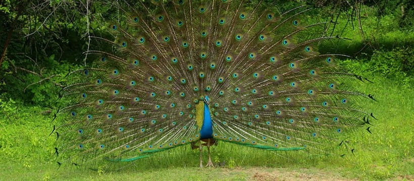 From Anuradhapura: Wilpattu National park Safari - Why Wilpattu makes a good safari choice from Anuradhapura