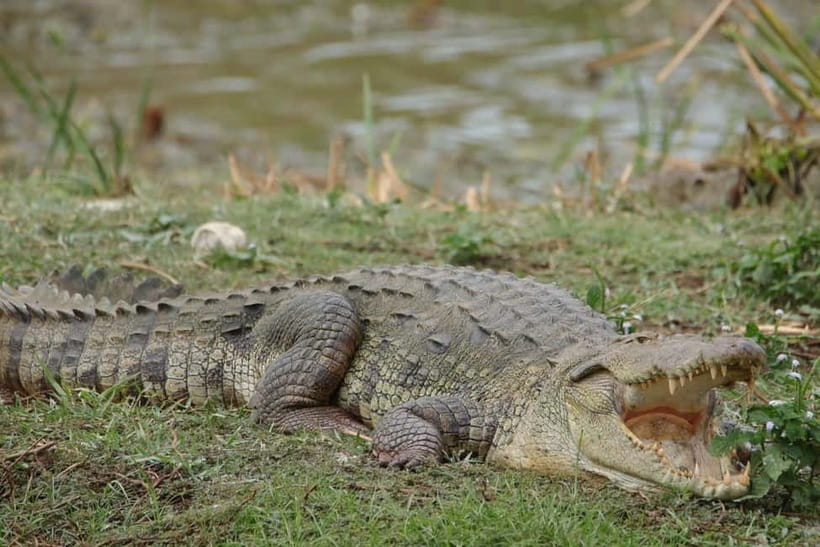 From Anuradhapura: Wilpattu National park Safari - Four to five hours among Wilpattu’s lakes and forest
