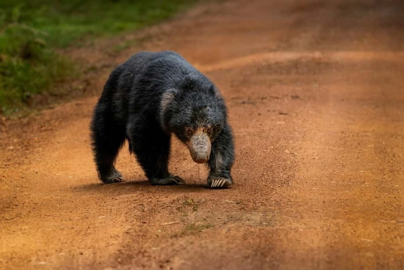 From Anuradhapura: Wilpattu National park Safari - Wildlife: leopards, elephants, bears, and smaller discoveries