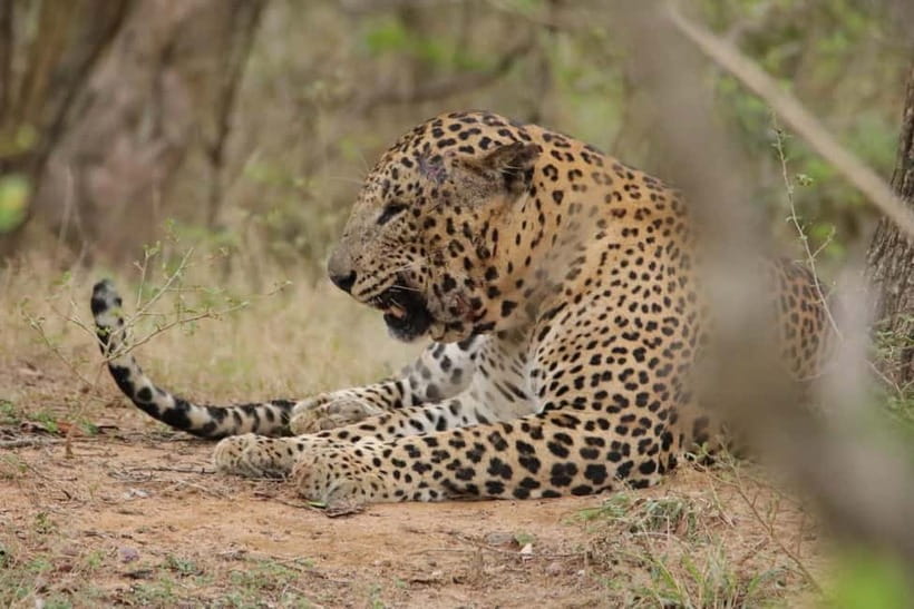 From Anuradhapura: Wilpattu National park Safari - The guide and driver can shape the whole morning