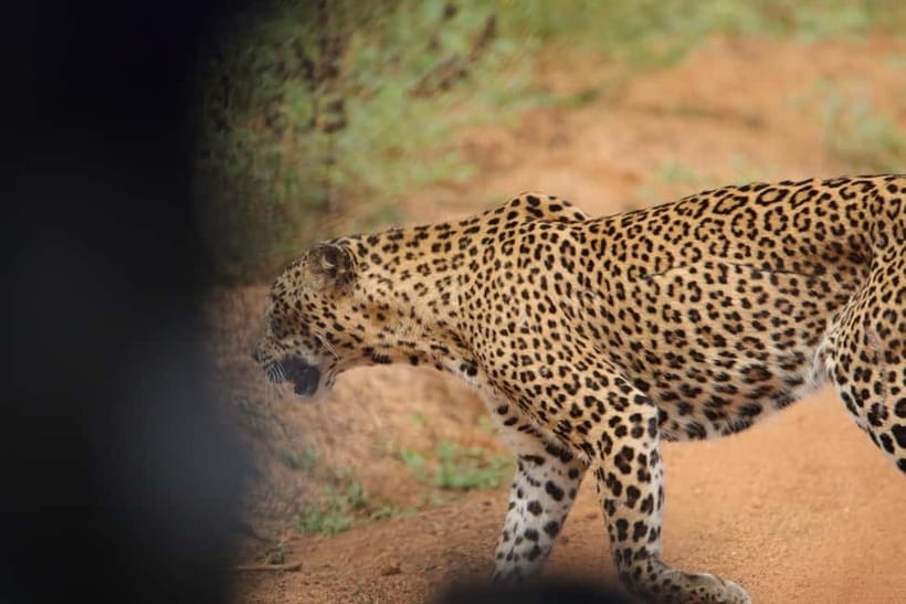 From Anuradhapura: Wilpattu National park Safari - Should you book the Wilpattu safari from Anuradhapura?