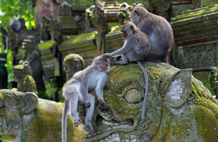 From Bali: Saraswati Temple, Monkey Forest, Ubud Waterfalls - What the $34 price really covers