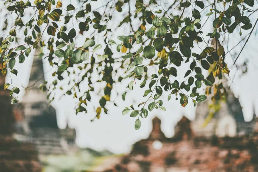 From Bangkok: Ayutthaya Ancient City Temple Tour - Wat Mahathat and the Buddha head in the roots