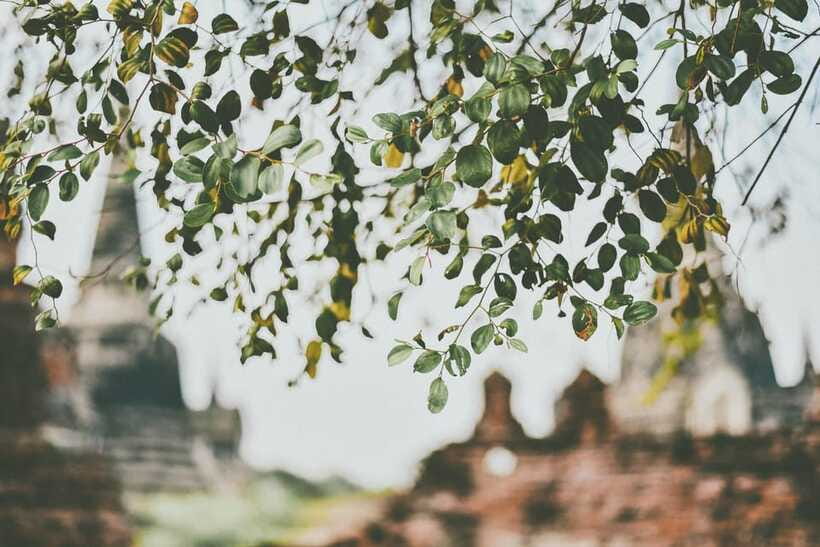 From Bangkok: Ayutthaya Ancient City Temple Tour - Wat Chaiwatthanaram ends the temple circuit
