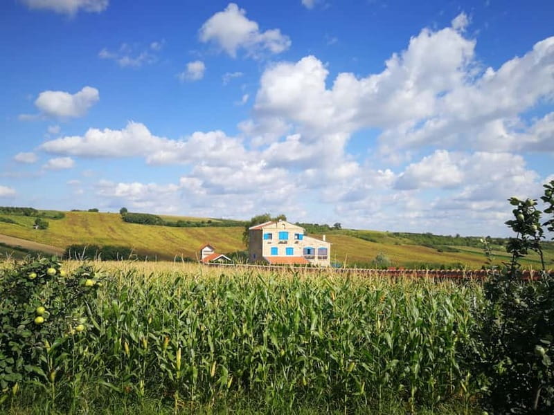 From Belgrade: Novi Sad & Fruska gora & winery and monastery - Sremski Karlovci, Serbia’s small historic center