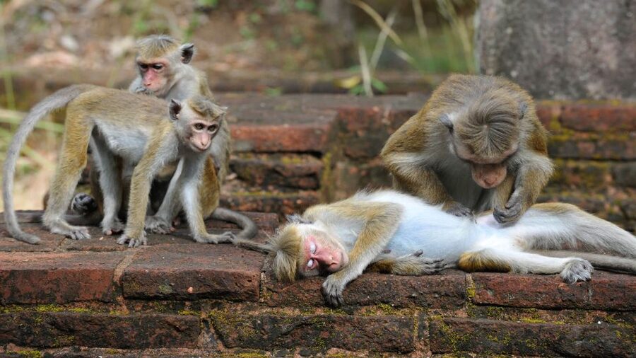 From Colombo: All Inclusive Sigiriya, Dambulla &Village Tour - Booking flexibility and small practical details