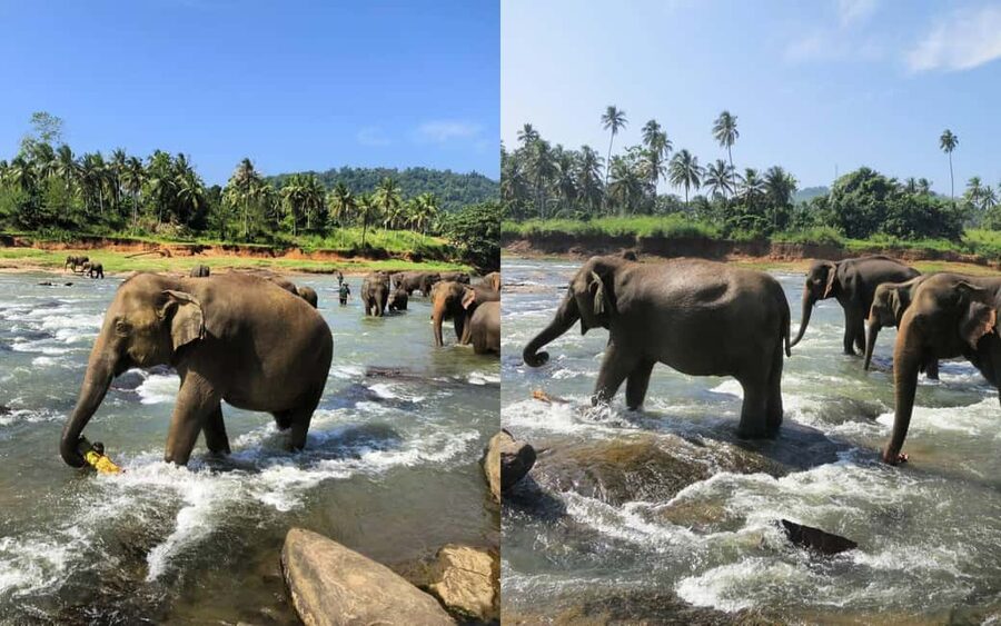 From Colombo: Kandy Temple of Tooth & Elephant Orphanage - Peradeniya Gardens and Sri Lanka’s Plant World