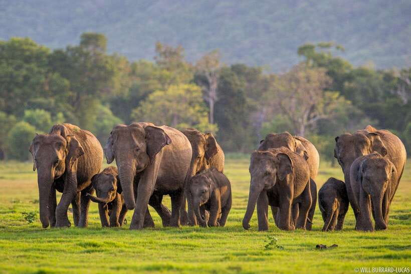 From Colombo: Sigiriya & Dambulla Day Tour with Safari - What you get for the $48 base price