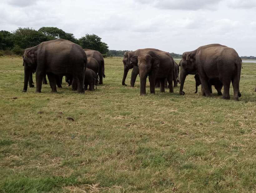 From Colombo: Sigiriya & Dambulla Day Tour with Safari - The village option, ox carts, boats, and lunch