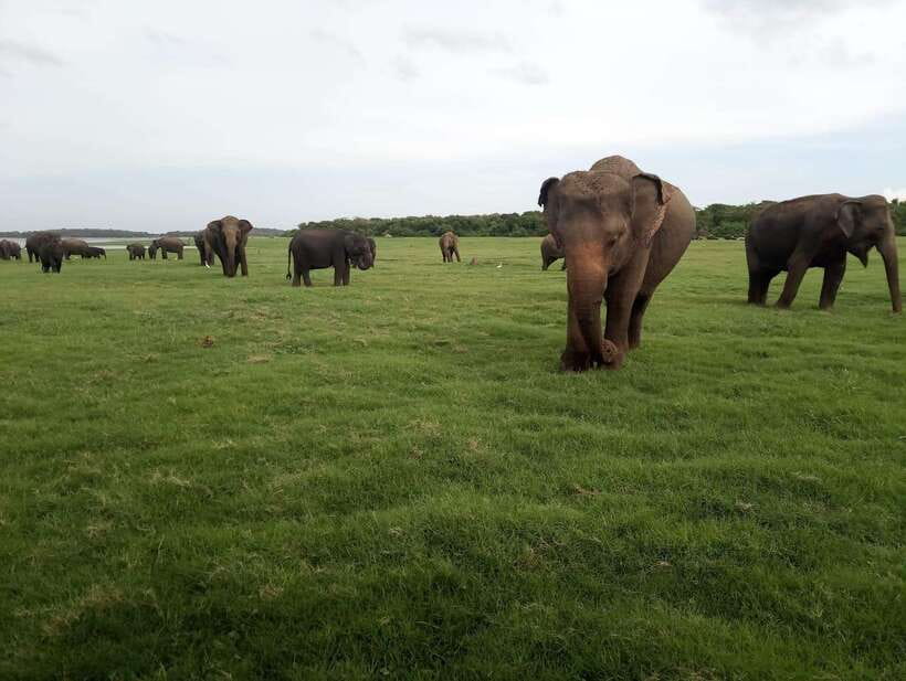 From Colombo: Sigiriya & Dambulla Day Tour with Safari - Shopping, food, and the small comforts