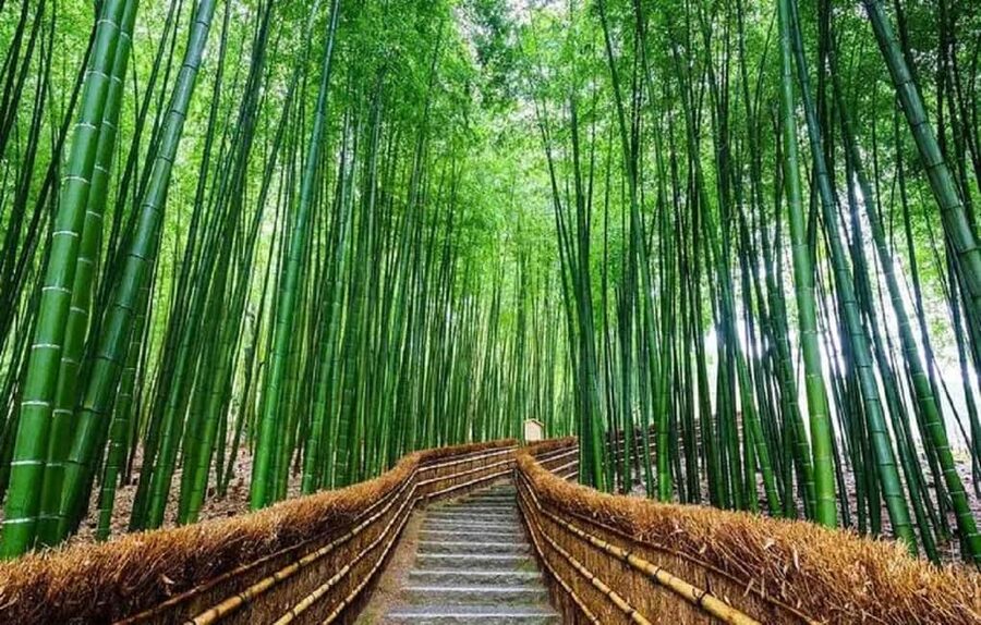 From Osaka: Kyoto, Nara, Fushimi Inari & Arashiyama Day Tour - Transport, pace, and guide quality