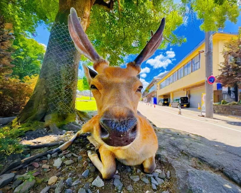 From Osaka: Nara Deer & Kyoto Kiyomizudera Sightseeing Tour - What this Osaka day trip is really designed to do