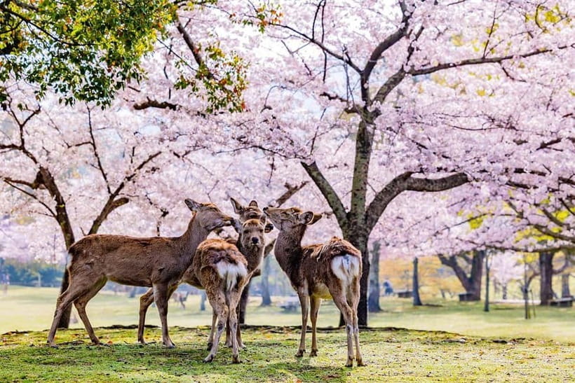 From Osaka: Nara Deer & Kyoto Kiyomizudera Sightseeing Tour - Todai-ji: a major temple with an extra entrance fee