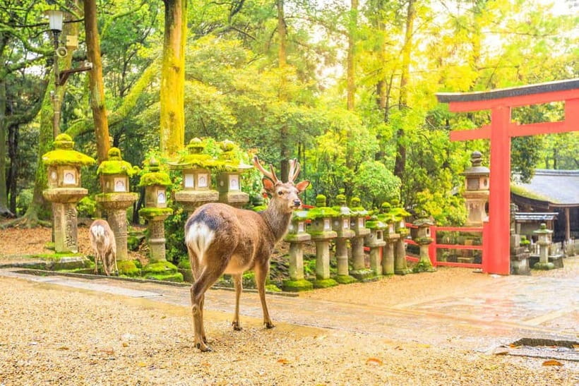From Osaka: Nara Deer & Kyoto Kiyomizudera Sightseeing Tour - Shinsaibashi-suji gives the day a modern finish