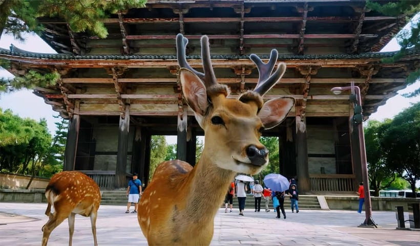 From Osaka: Nara Deer & Kyoto Kiyomizudera Sightseeing Tour - What the guide can and cannot provide