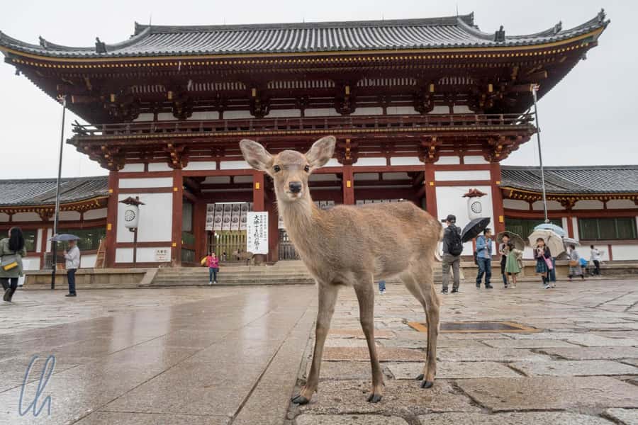 From Osaka: Nara, Kiyomizu-dera & Fushimi Inari Trip - Key things to know before booking