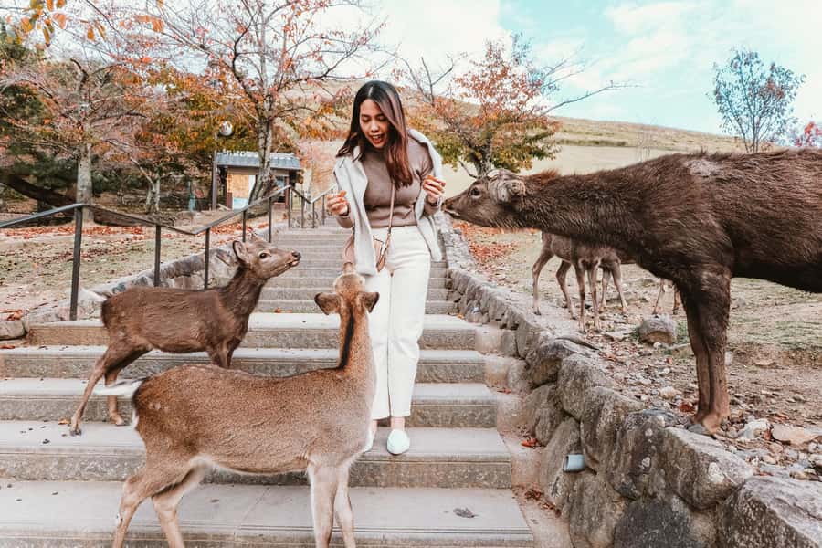 From Osaka: Nara, Kiyomizu-dera & Fushimi Inari Trip - Why this Osaka day trip works