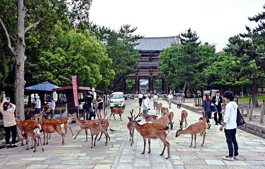 From Osaka: Nara, Kiyomizu-dera & Fushimi Inari Trip - Meeting Nara’s free-roaming deer