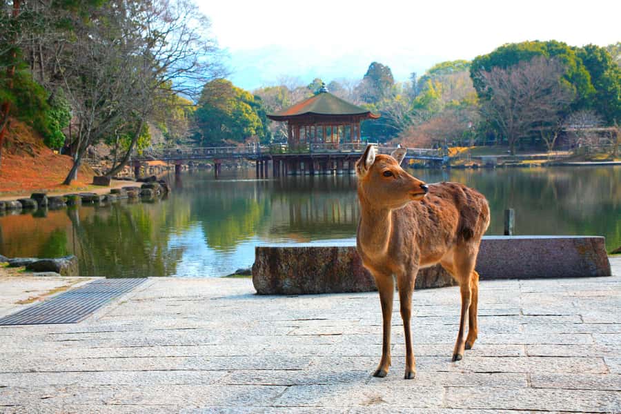 From Osaka: Nara, Kiyomizu-dera & Fushimi Inari Trip - Starting near Osaka Mode Gakuen