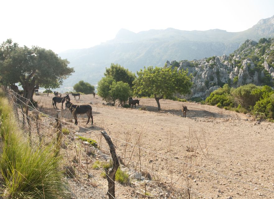 From Palma: Serra Tramuntana and Lluc Monastery Guided Tour - The Sóller train through the valley
