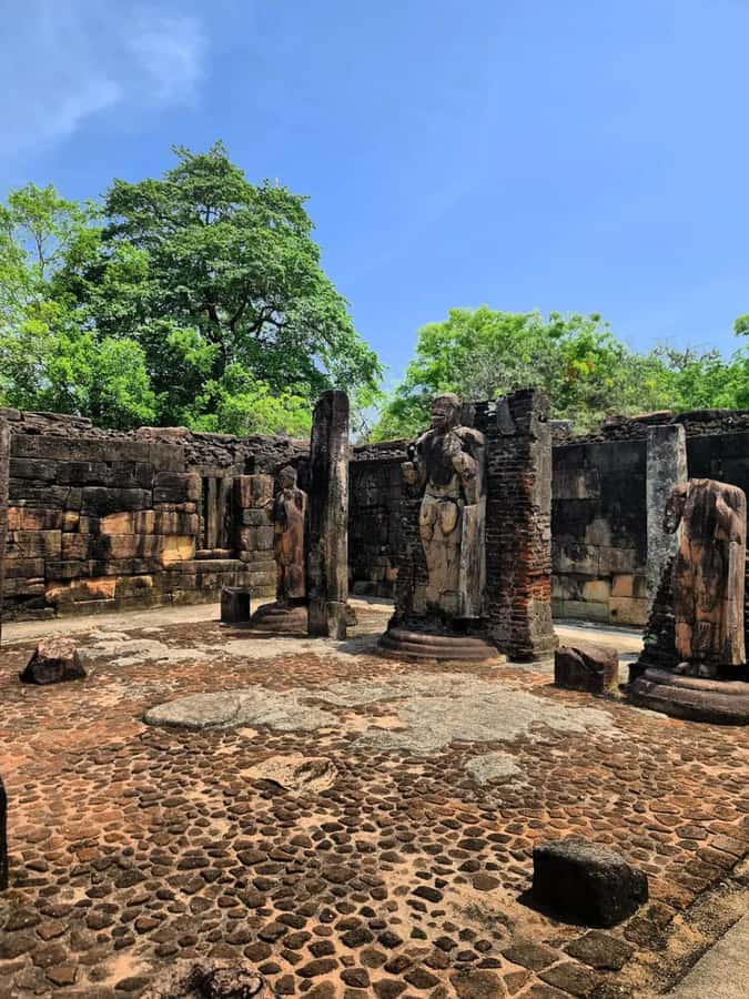 From Sigiriya :Polonnaruwa Ancient City Tour/Day Tour - The elephant safari can change the whole day