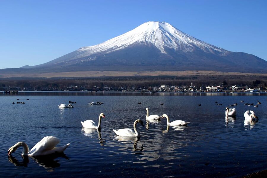 From Tokyo: Fuji Mountain Area - FujiQ - Lake Kawaguchiko - Chureito Pagoda - Oishi Park and the First Fuji Photo