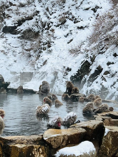 From Tokyo: Nagano Snow Monkey Park Zenkoji Temple Day Trip - Key points to know before booking