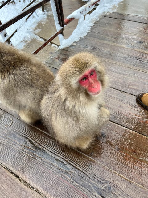From Tokyo: Nagano Snow Monkey Park Zenkoji Temple Day Trip - Why the snow monkeys are worth the long ride