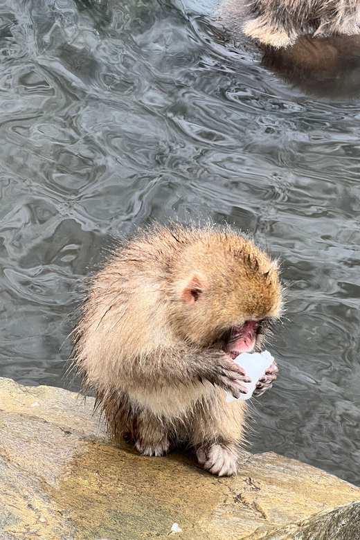 From Tokyo: Nagano Snow Monkey Park Zenkoji Temple Day Trip - Jigokudani Snow Monkey Park: allow two hours