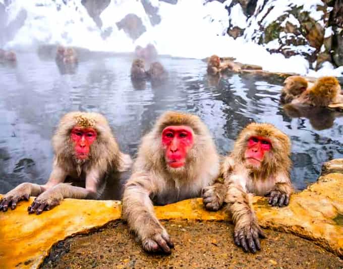 From Tokyo: Nagano Snow Monkey Park Zenkoji Temple Day Trip - Matsushiro Castle adds a quieter historical pause