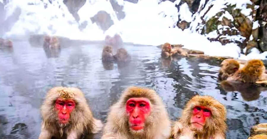 From Tokyo: Nagano Snow Monkey Park Zenkoji Temple Day Trip - Shibu Onsen is a welcome final break