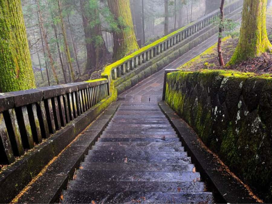 From Tokyo: Private Nikko World Heritage Sights One Day Trip - Guides, food breaks, and small personal touches